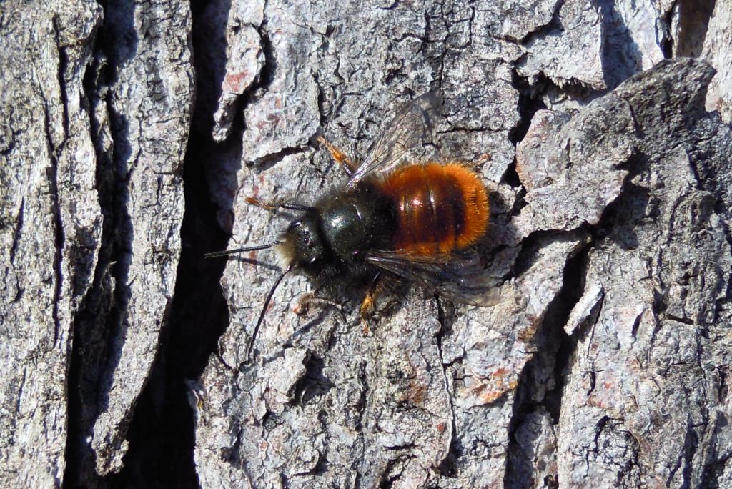 Bombo a me sconosciuto ?  No, Osmia cornuta (Apidae Megachilinae)